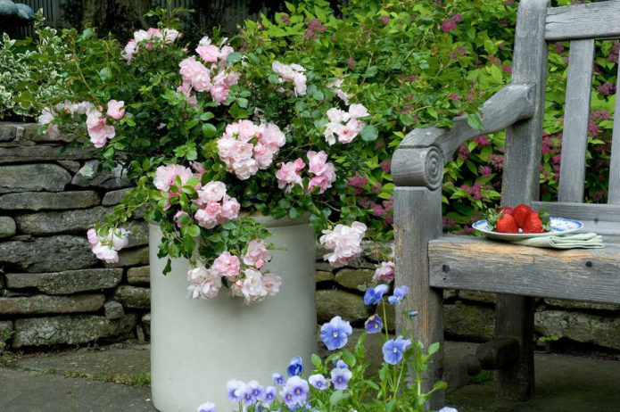 Ground cover roses in landscape design