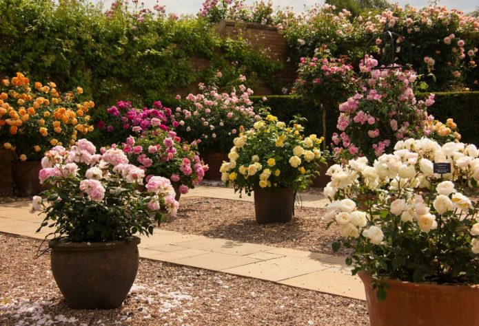 Ground cover roses in landscape design