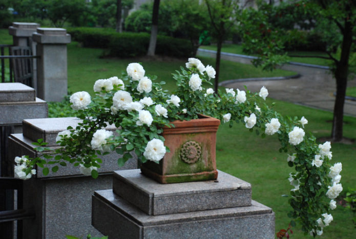 Ground cover roses in landscape design