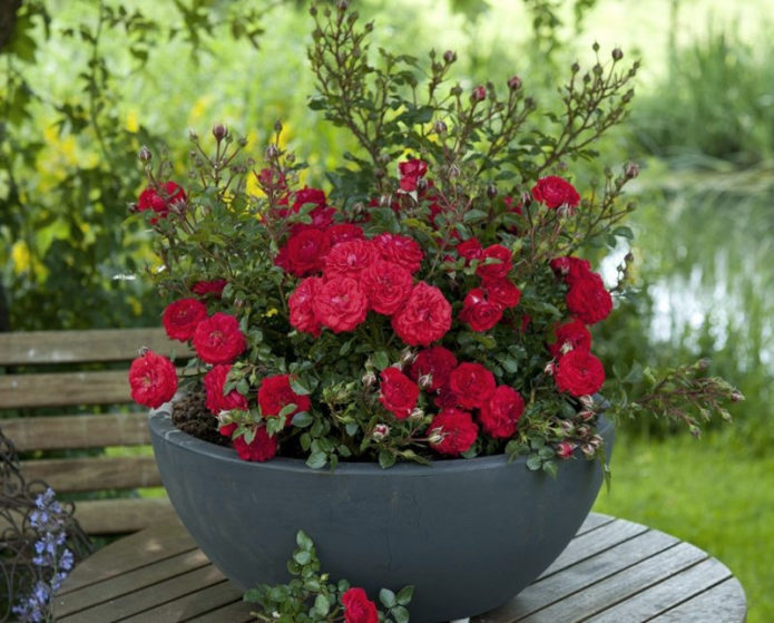 Ground cover roses in landscape design