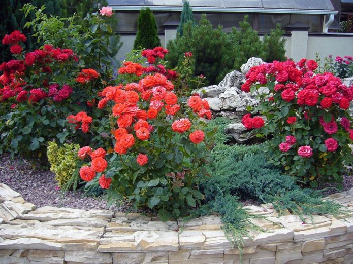 Ground cover roses in landscape design