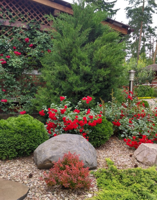 Ground cover roses in landscape design