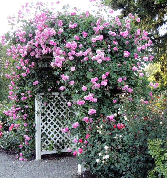 Ground cover roses in landscape design