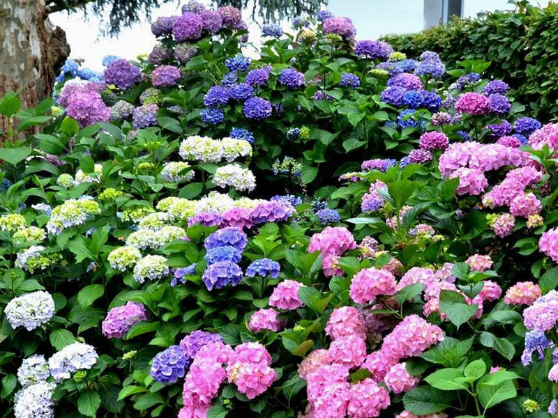 Exquisite hydrangea in landscape design: as many as 75 photo ideas for inspiration!