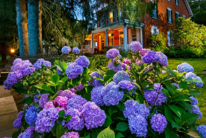 Hydrangeas in landscape design