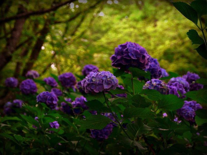 Hydrangeas in landscape design