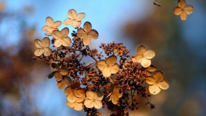 Hydrangea in autumn