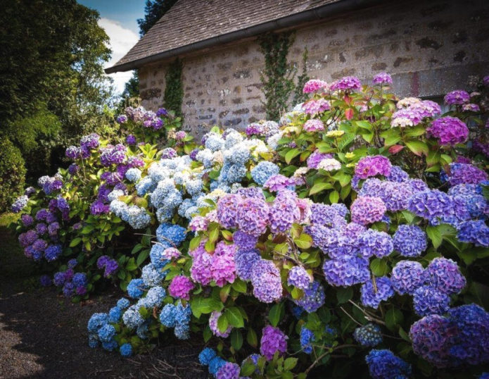 Hydrangea bush