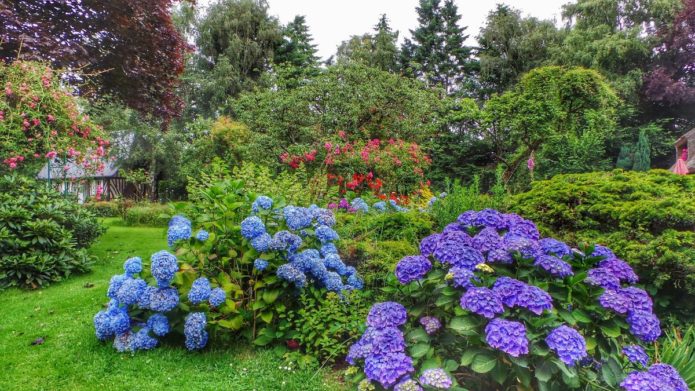 Hydrangea bush