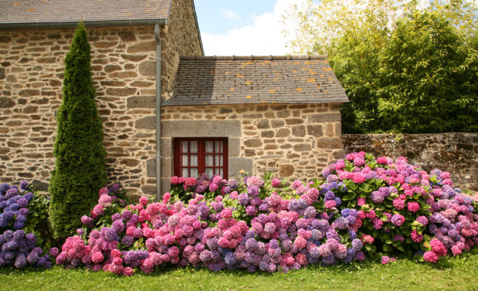 Hydrangea bush