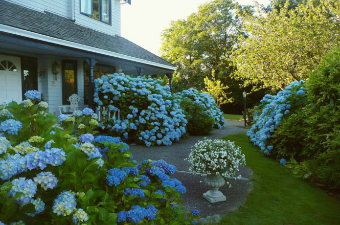 Hydrangea bush