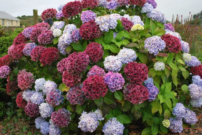 Hydrangea bush