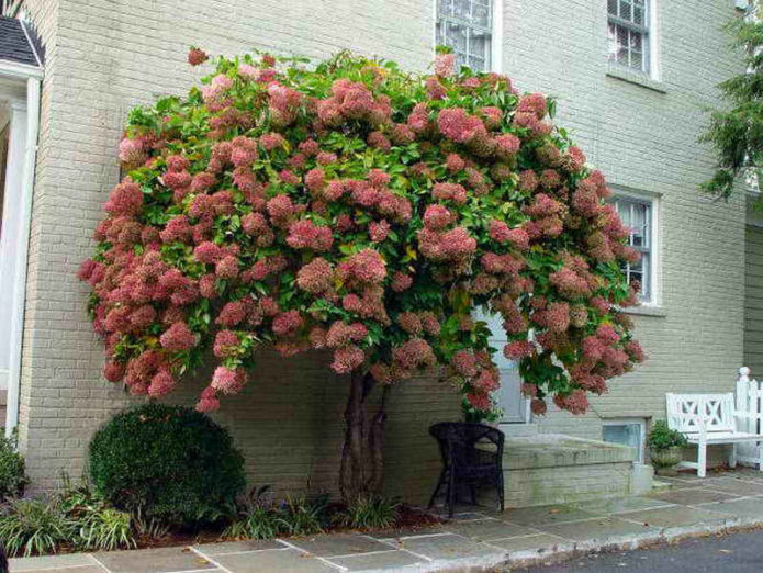 Hydrangea