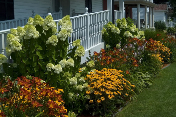 Hydrangea in a mixborder