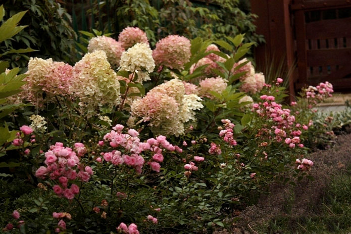 Hydrangea in a mixborder