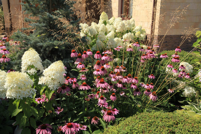 Hydrangea in a mixborder