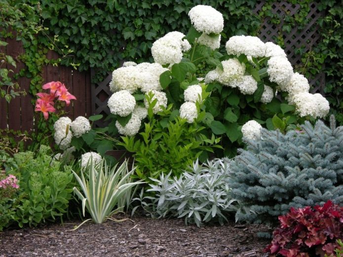 Hydrangea with conifers