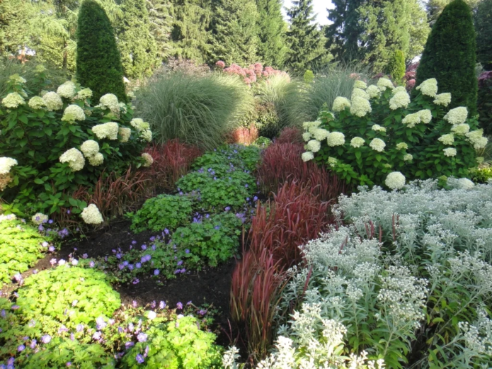 Hydrangea with conifers