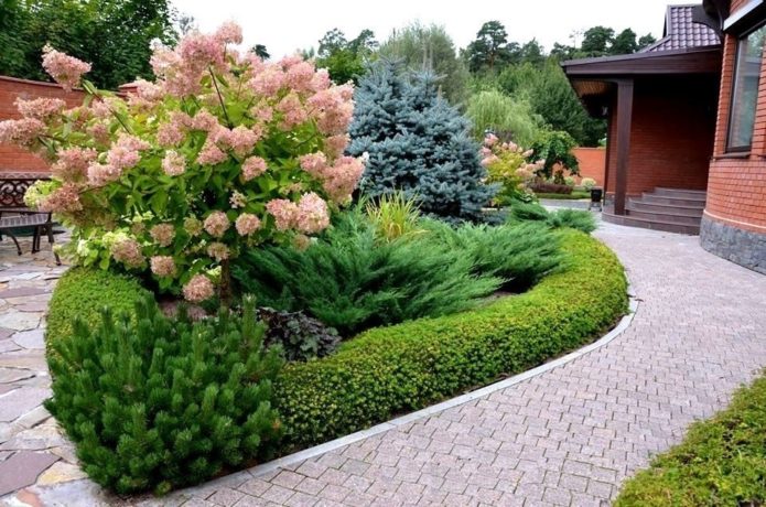 Hydrangea with conifers