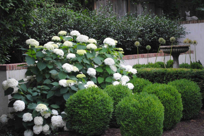 Hydrangea with conifers