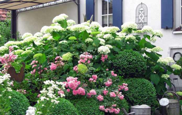 Hydrangea and boxwood