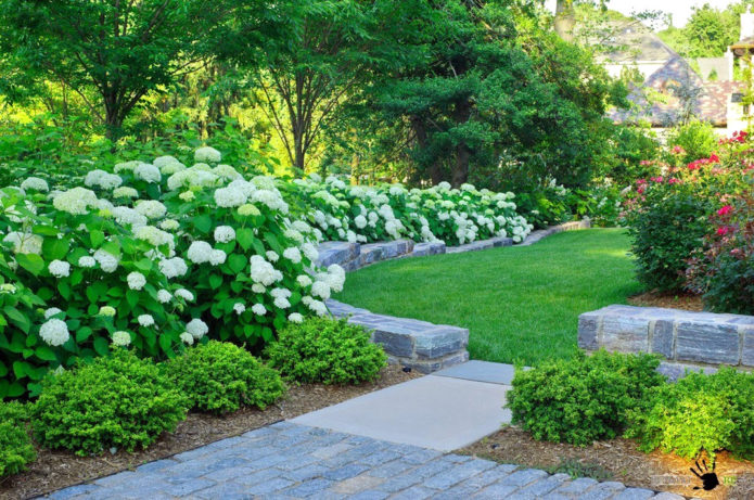 Hydrangea and boxwood