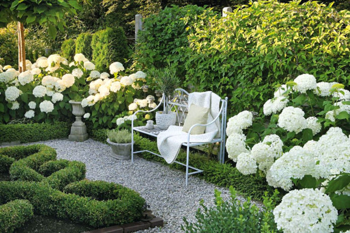 Hydrangea and boxwood