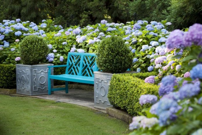 Hydrangea and boxwood