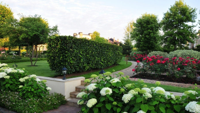 Hydrangea and boxwood