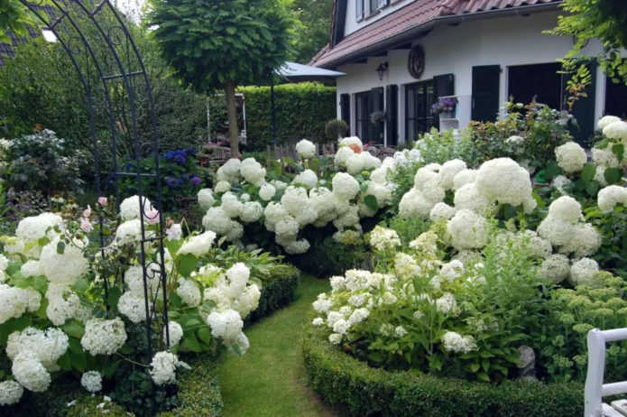 Hydrangea and boxwood