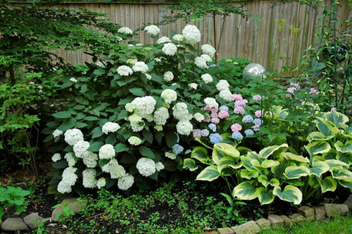 Hydrangea and hosts