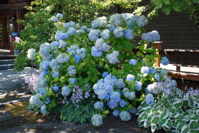 Hydrangea and hosts