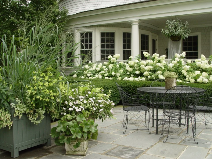 Hydrangea in a recreation area