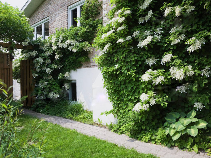 Hydrangea Petiolaris