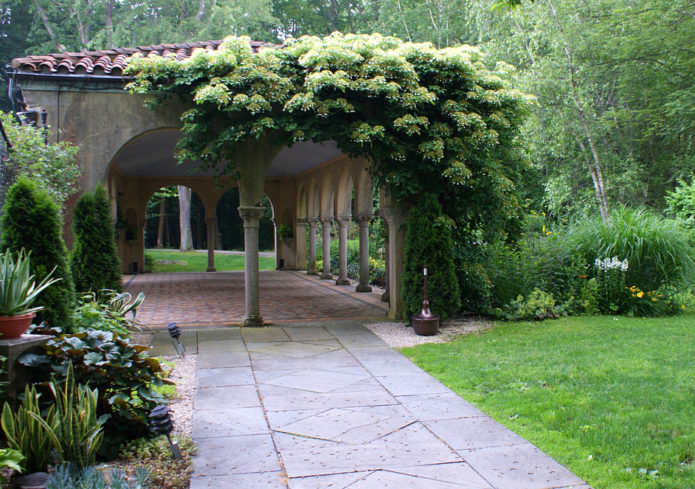 Hydrangea Petiolaris