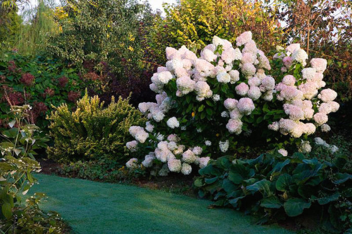 Hydrangea in a mixborder