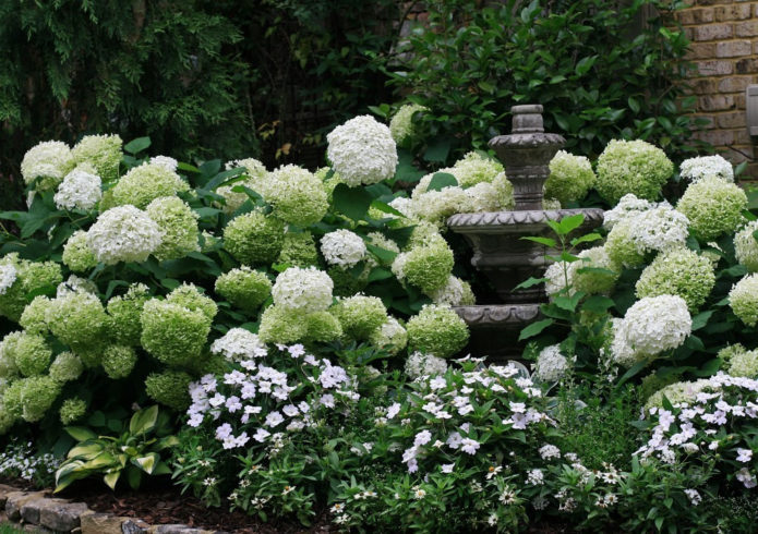 Hydrangea in a mixborder