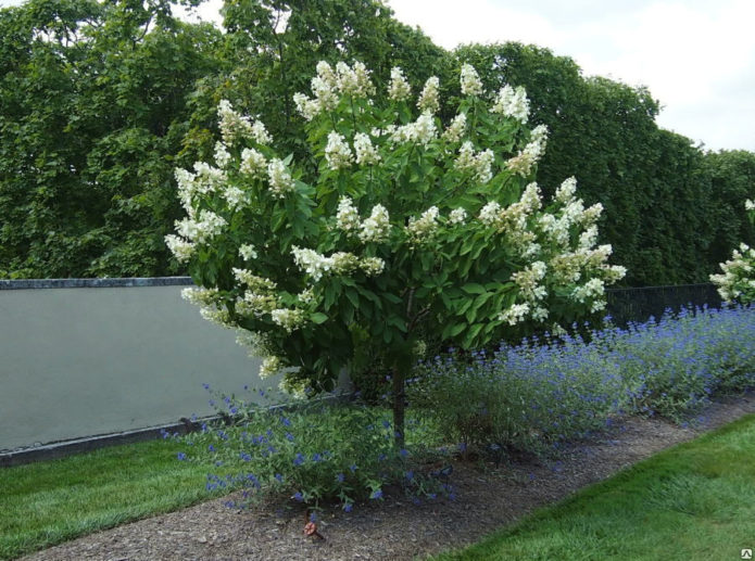 Hydrangea in stem