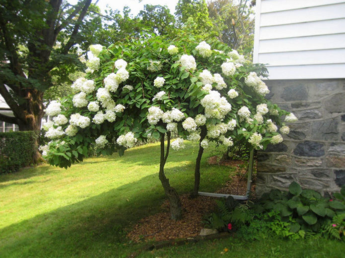 Hydrangea in stem