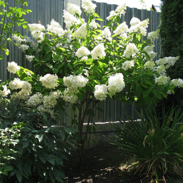 Hydrangea in stem