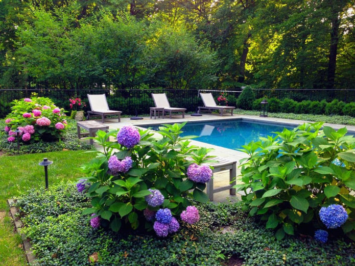 Hydrangea by the water