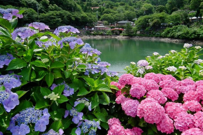 Hydrangea by the water