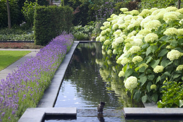 Hydrangea by the water