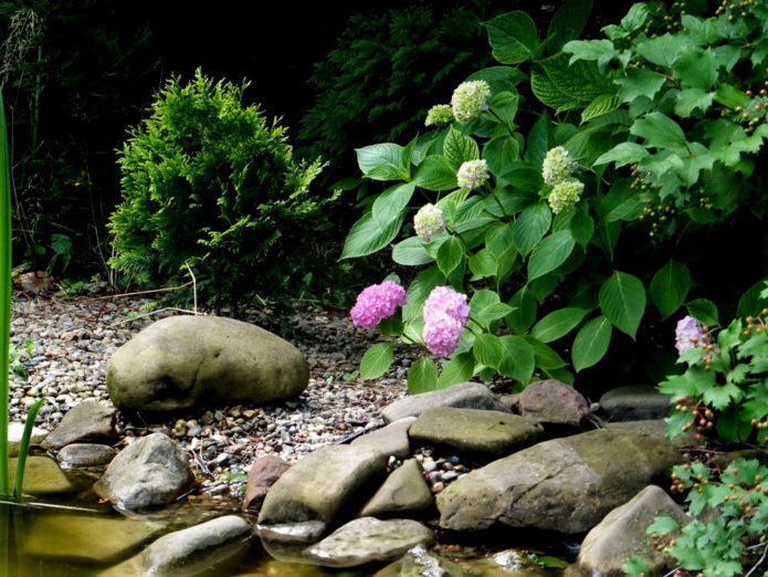 Hydrangea by the water