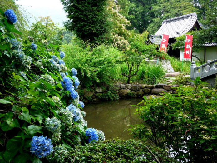 Hydrangea by the water