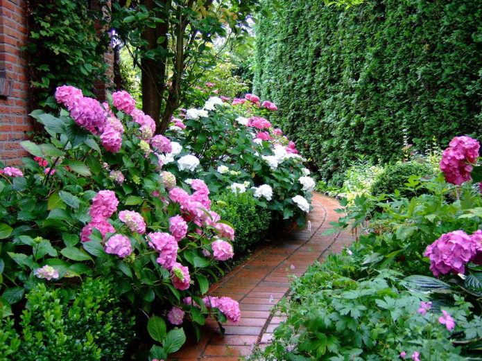 Hydrangea in borders