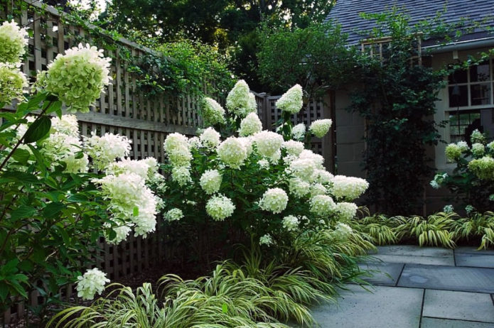 Hydrangea in borders