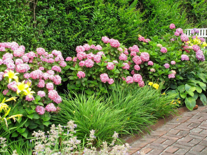 Hydrangea in borders