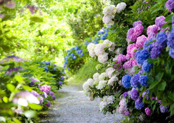 Hydrangea in borders