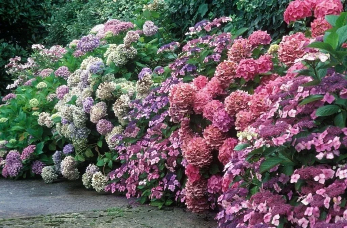 Hydrangea in borders